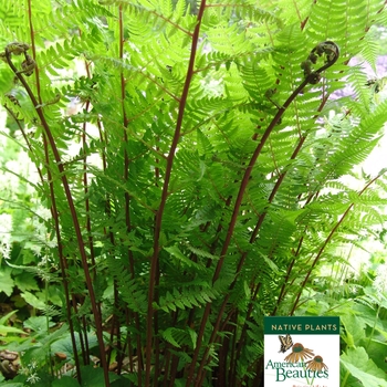 Athyrium filix-femina 'Lady in Red' (007761)