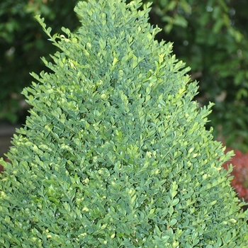 Buxus 'Green Mountain' (009651)