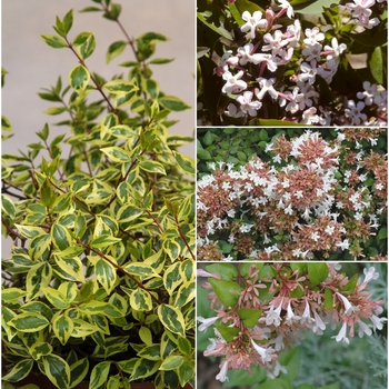 Peach Perfection® Abelia - Star® Roses and Plants