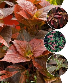 Acalypha 'Multiple Varieties' (009784)