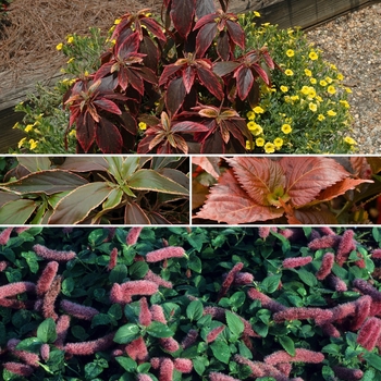 Acalypha 'Multiple Varieties' (009785)