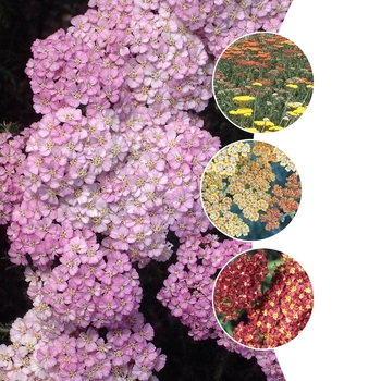 Achillea 'Multiple Varieties' (009846)