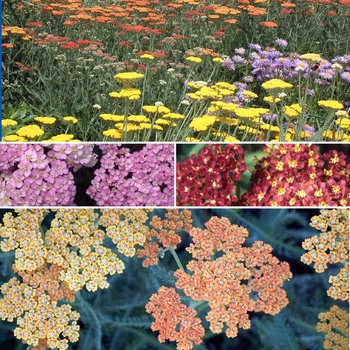 Achillea 'Multiple Varieties' (009847)