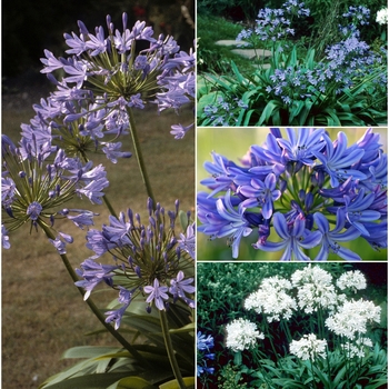 Agapanthus 'Multiple Varieties' (009848)