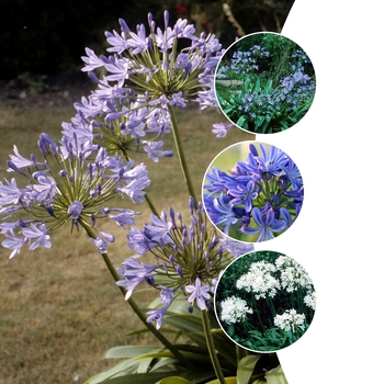 Agapanthus 'Multiple Varieties' (009849)