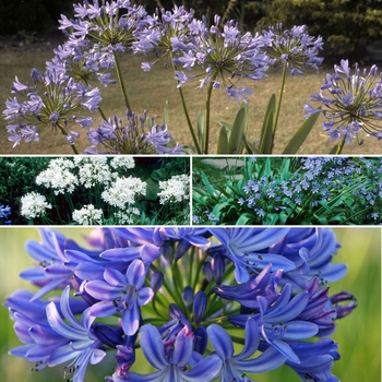 Agapanthus 'Multiple Varieties' (009850)