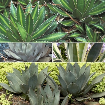 Agave '' (009860)