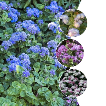 Ageratum '' (009863)