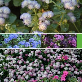 Ageratum '' (009864)