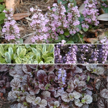 Ajuga '' (009867)