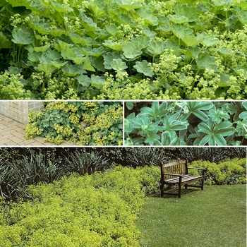 Alchemilla 'Multiple Varieties' (009870)