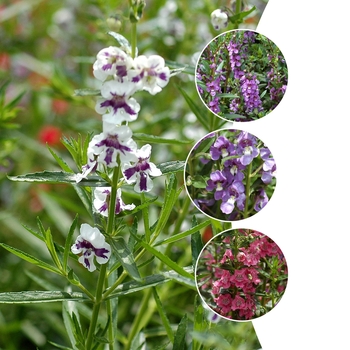 Angelonia angustifolium '' (009881)