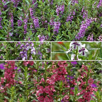 Angelonia angustifolium '' (009882)