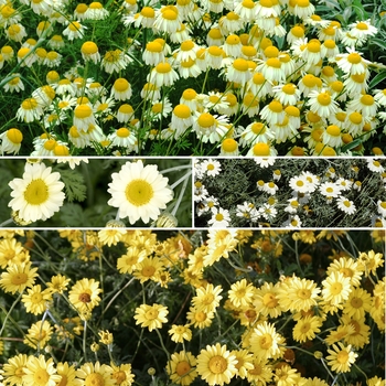 Anthemis 'Multiple Varieties' (009888)