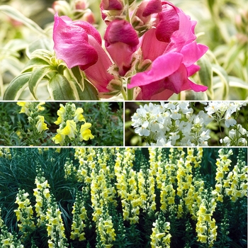 Antirrhinum 'Multiple Varieties' (009891)