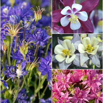 Aquilegia 'Multiple Varieties' (009892)