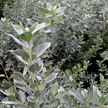 Conocarpus erectus var. sericeus