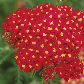 Achillea millefolium 'Paprika' (010553)