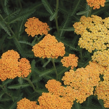 Achillea millefolium 'Terra Cotta' (010556)