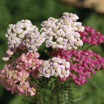 Achillea millefolium 'Summer Pastels' (010559)