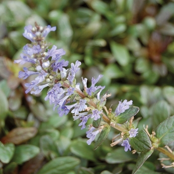 Ajuga reptans 'Chocolate Chip' (010565)