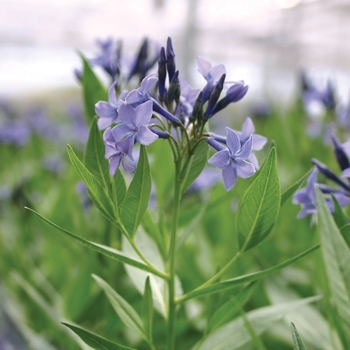 Amsonia 'Blue Ice' (010573)