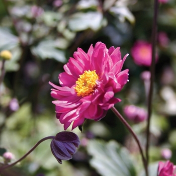 Anemone hupehensis var. japonica 'Pamina' (010579)