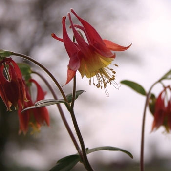 Aquilegia canadensis '' (010584)