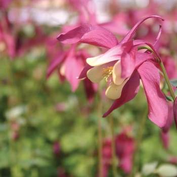 Aquilegia 'Spring Magic Rose & Ivory' (010587)