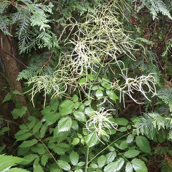 Aruncus dioicus '' (010596)