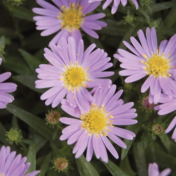 Aster novi-belgii 'Wood's Light Blue' (010598)