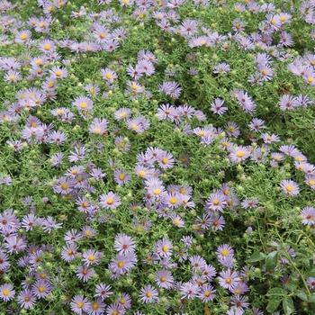 Aster oblongifolius 'October Skies' (010607)