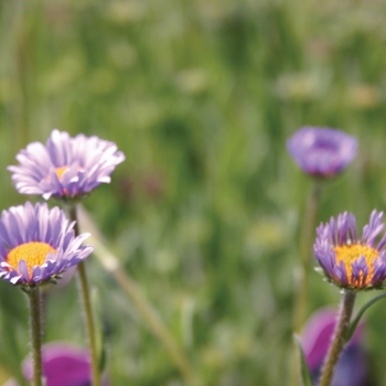 Aster tongolensis 'Wartberg Star' (010609)