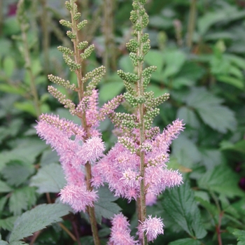 Astilbe chinensis 'Pumila' (010610)