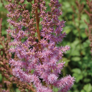 Astilbe chinensis var. taquetii 'Superba' (010612)