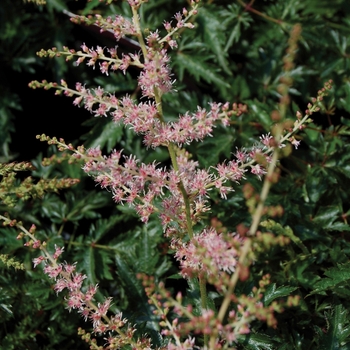 Astilbe simplicifolia 'Sprite' (010617)