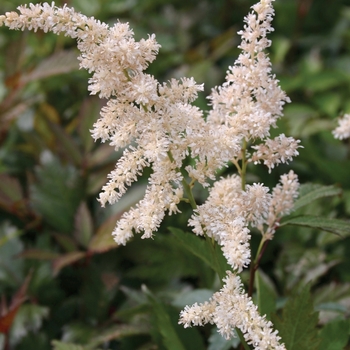 Astilbe rhizomatous 'Deutschland' (010623)