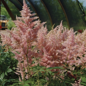 Astilbe japonica 'Peach Blossom' (010624)