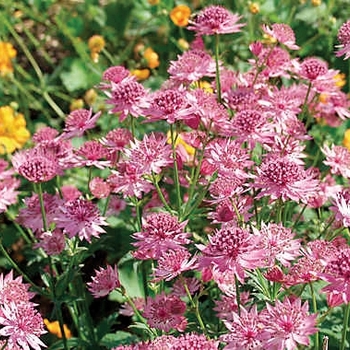 Astrantia major 'Roma' (010628)