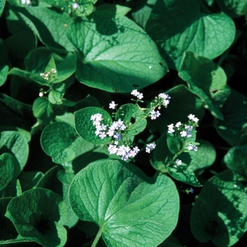 Brunnera macrophylla '' (010647)