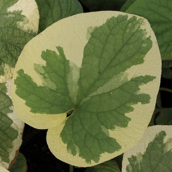 Brunnera macrophylla 'Variegata' (010649)