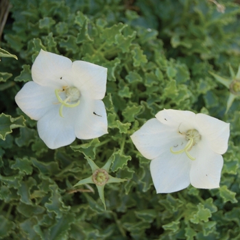 Campanula carpatica 'White Clips' (010658)