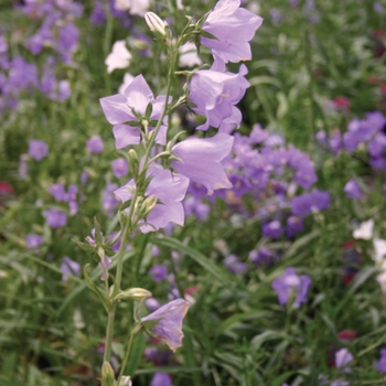 Campanula poscharskyana '' (010662)