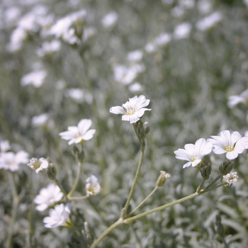 Cerastium tomentosum 'Yo Yo' 