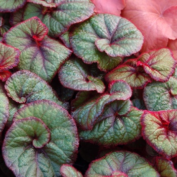 Begonia 'Curly Fireflush' (011308)