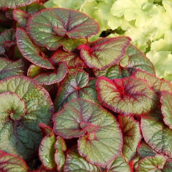 Begonia 'Curly Fireflush' (011309)