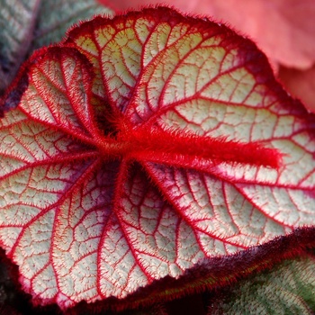 Begonia 'Curly Fireflush' (011310)