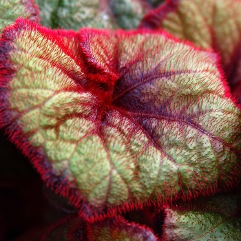 Begonia 'Curly Fireflush' (011311)