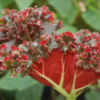 Begonia 'Madame Queen' (011318)