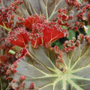 Begonia 'Madame Queen' (011319)